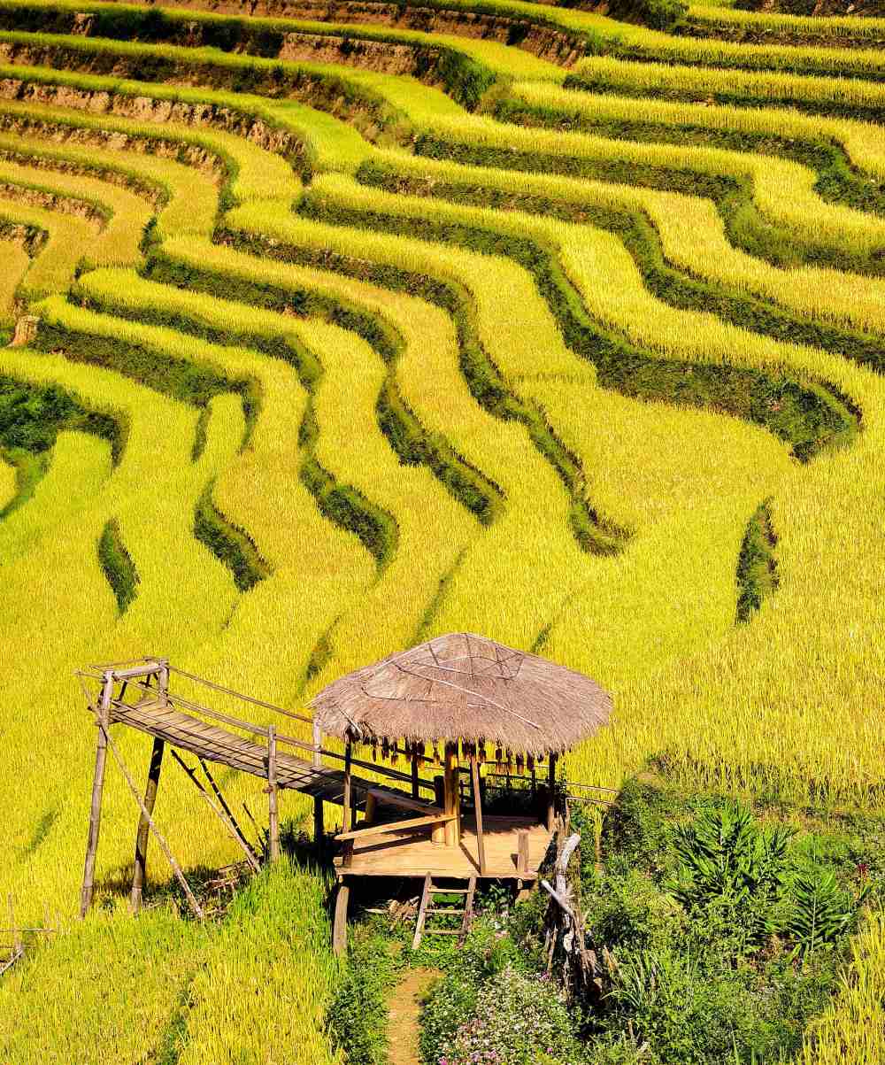 Săn ảnh mùa vàng Lào Cai: Kỹ thuật và địa điểm đẹp nhất
