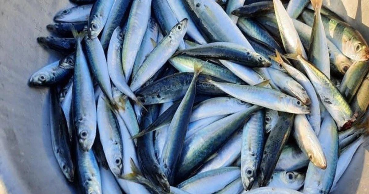 Những bộ phận của cá và cua cần tránh để ăn hải sản an toàn