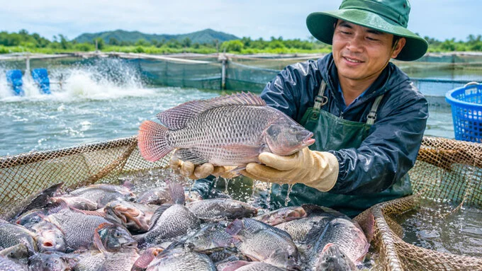 Cá rô phi Việt Nam bùng nổ tại Brazil: Cơ hội lớn, rào cản không nhỏ