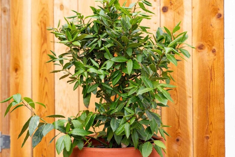 Lá thơm “3 trong 1” giá 2 triệu/kg: nên mua bonsai nào để trồng bán?