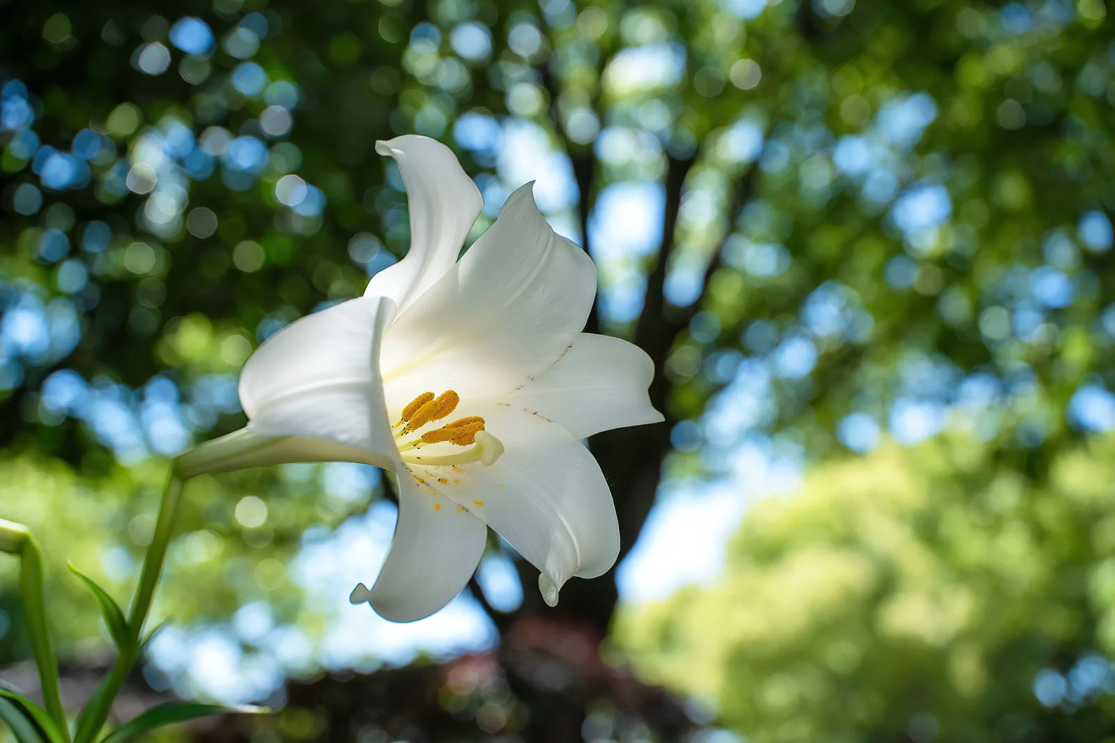 Ống kính Laowa ACRIS 35mm f/2.8: cuộc cách mạng macro toàn cảnh