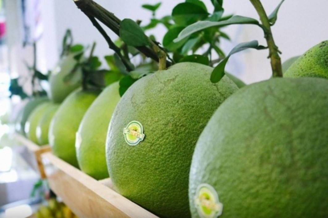 Bưởi Việt mở cửa Australia: Từ cú tạm dừng đến tái thiết chuỗi cung ứng