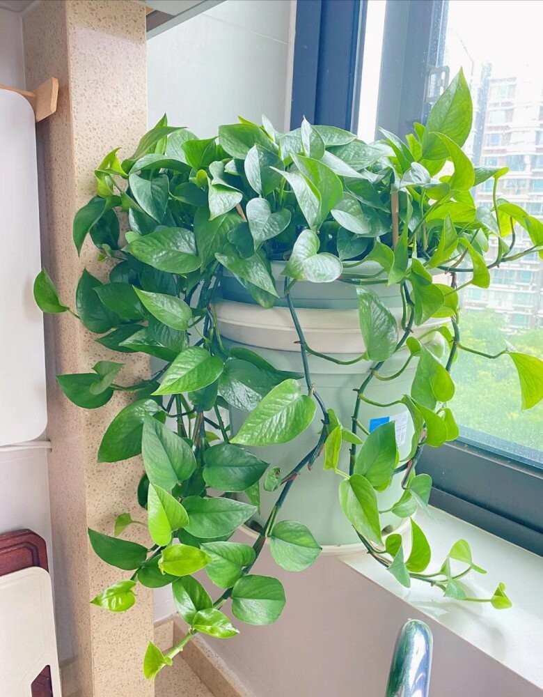 Trầu bà phát triển nhanh với dây dài 2m cho gia đình