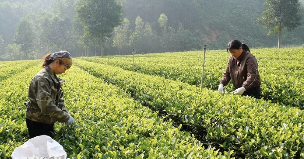 Festival Trà Quốc tế Thái Nguyên: Tách trà mở lối du lịch sinh thái