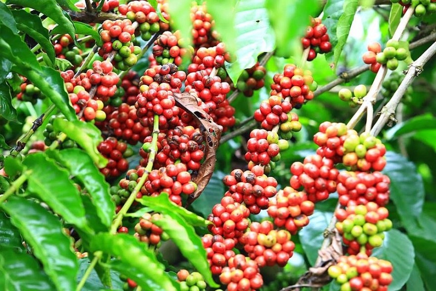 Sản lượng cà phê Brazil kỷ lục: sức ép và cơ hội trên thị trường toàn cầu