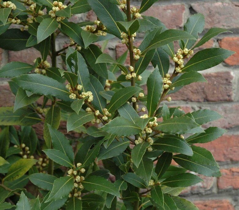 Lá thơm “3 trong 1” giá 2 triệu/kg: nên mua bonsai nào để trồng bán?