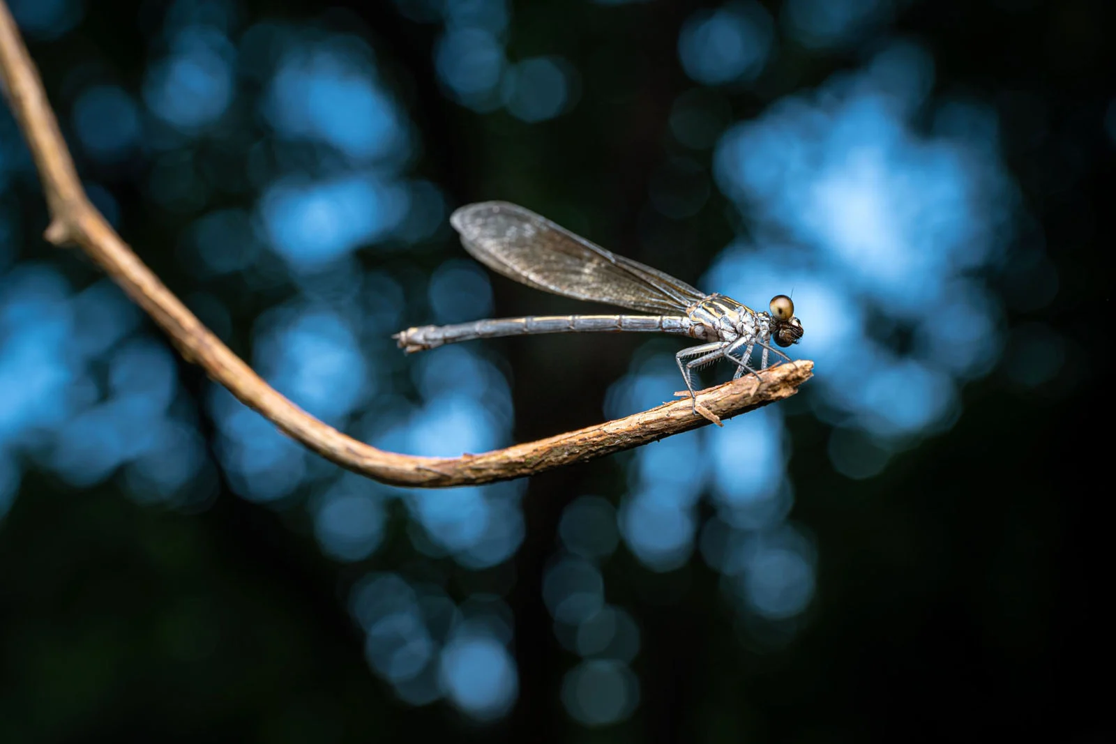 Ống kính Laowa ACRIS 35mm f/2.8: cuộc cách mạng macro toàn cảnh