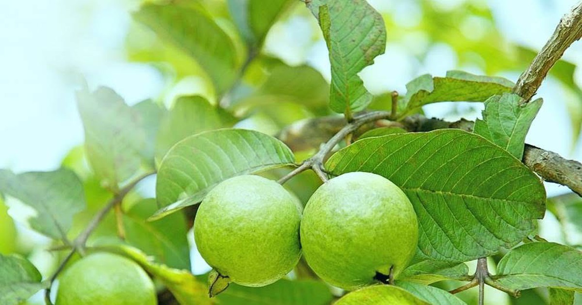 Cây ổi, sung, chanh trong sân nhà: từ phong thủy đến sức khỏe