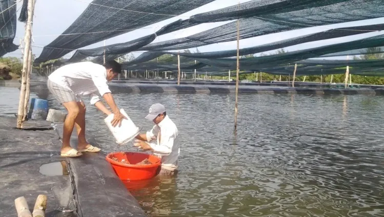 Cá rô phi Việt Nam chinh phục phân khúc cao cấp