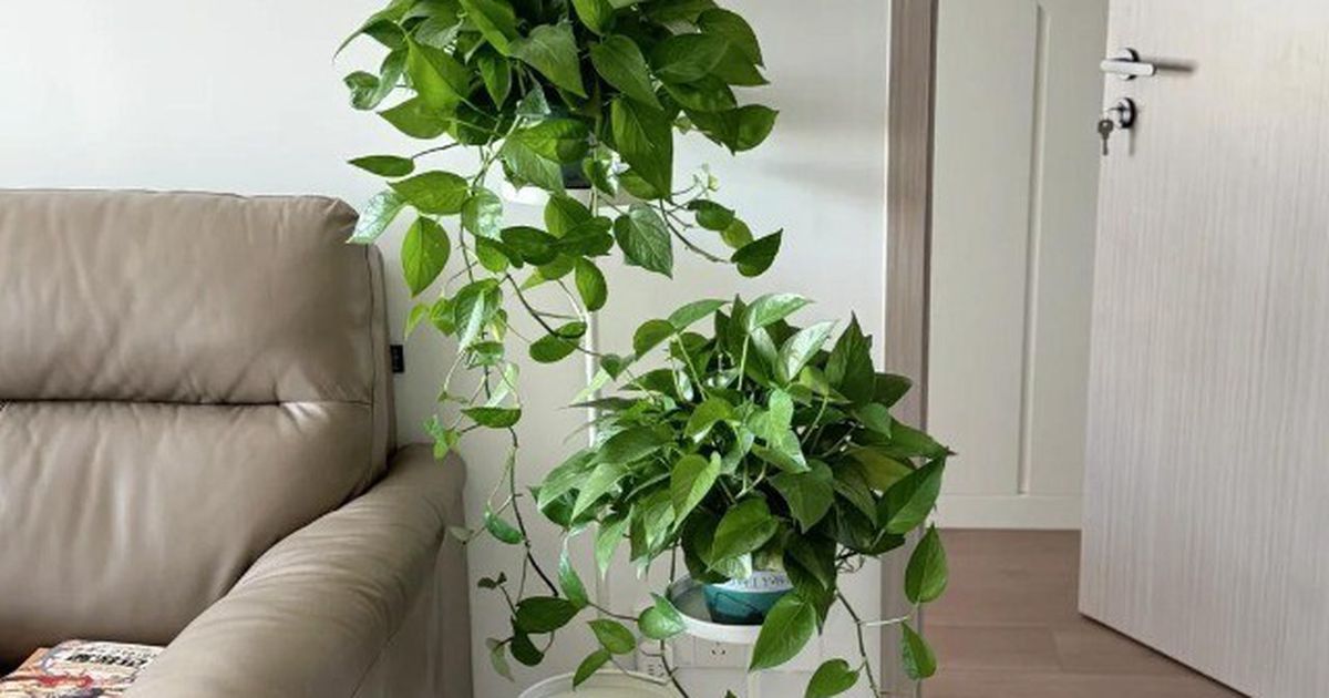 Trầu bà phát triển nhanh với dây dài 2m cho gia đình