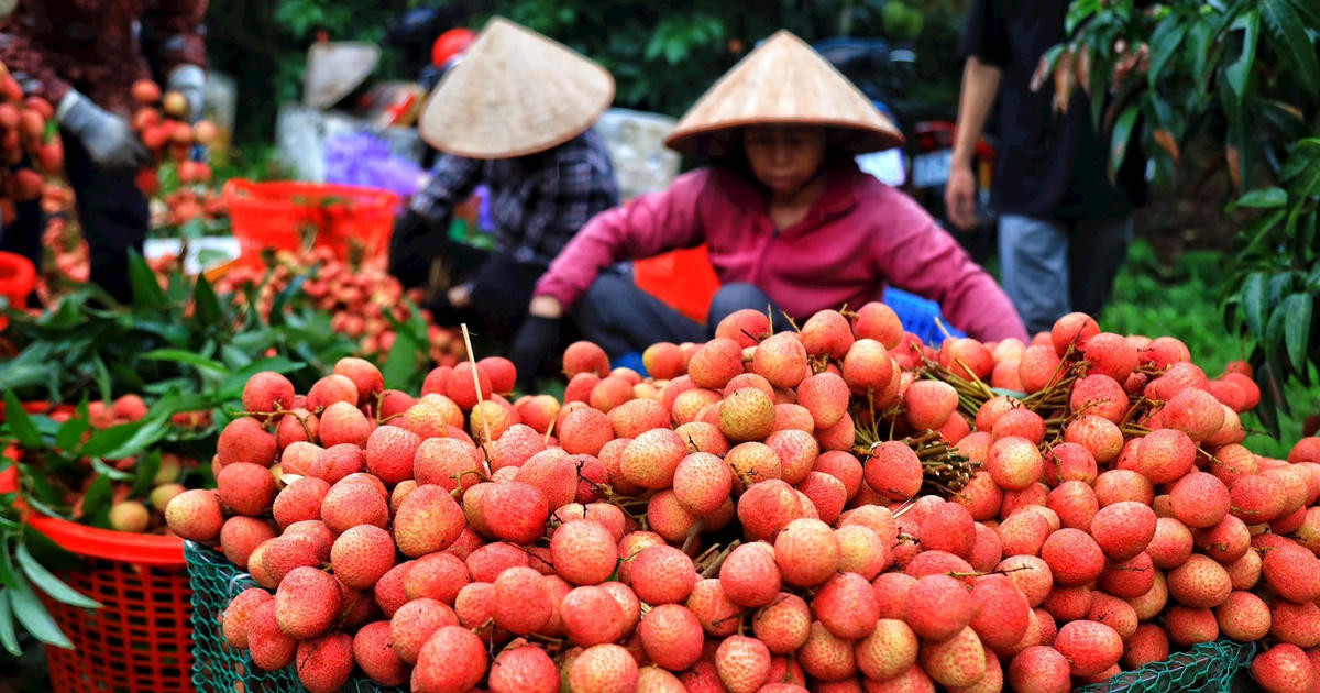 Dừa Việt Nam vượt xoài và thanh long tại Mỹ: Bước ngoặt chiến lược của rau quả xuất khẩu