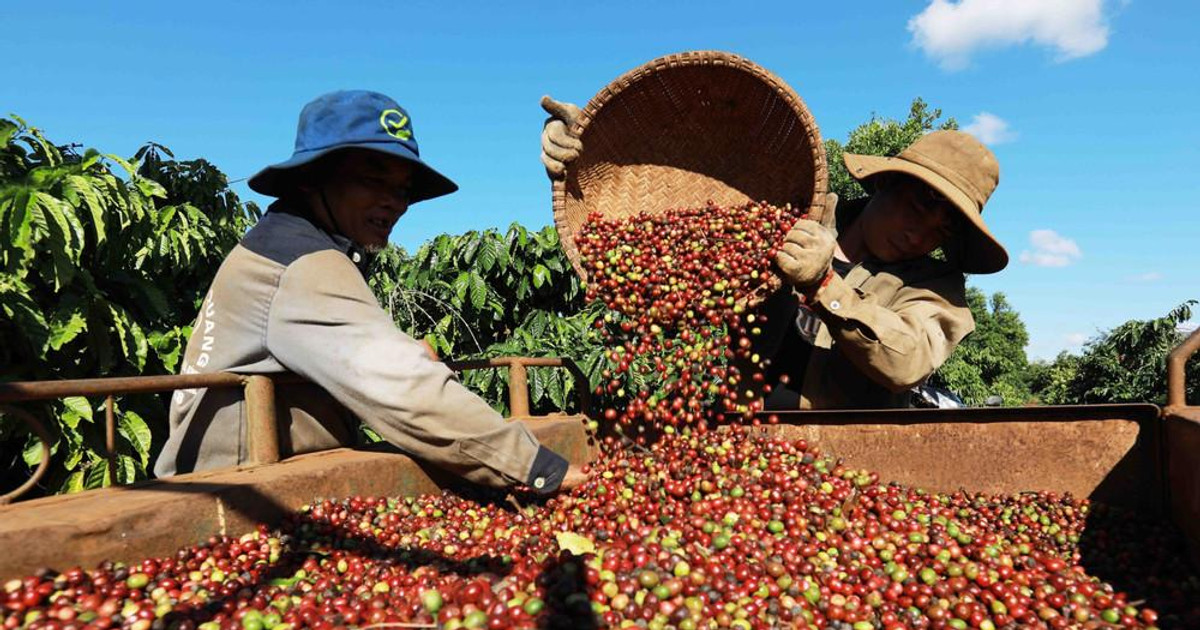Sản lượng kỷ lục của Brazil: Cú hích đảo chiều thị trường cà phê