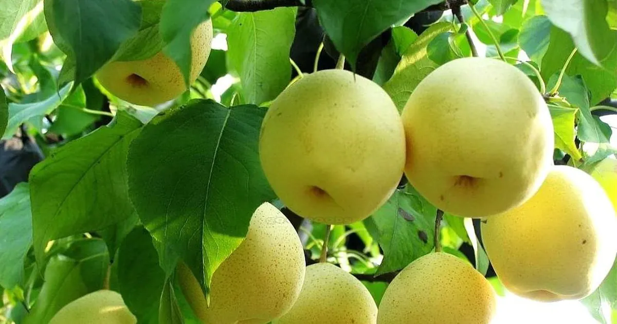 9 loại quả ở chợ Việt giúp lọc mỡ máu và kiểm soát huyết áp