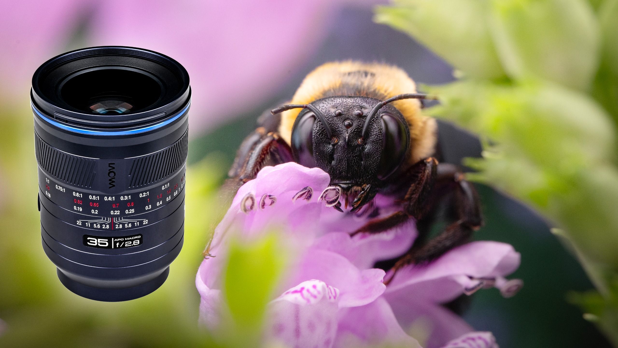 Đánh giá Laowa ACRIS 35mm f/2.8: ống kính macro toàn cảnh khác lạ cho nhiếp ảnh thiên nhiên