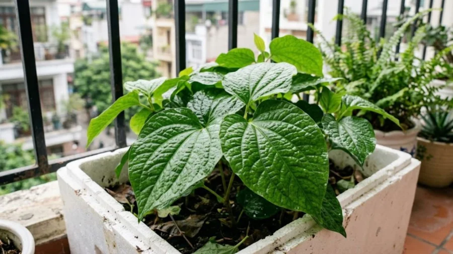 Trồng gia vị tươi trong chậu: Hành lá, tía tô, lá lốt