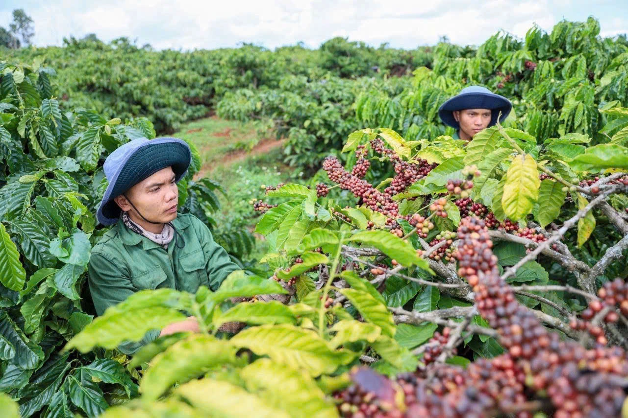 Sản lượng cà phê Brazil kỷ lục: sức ép và cơ hội trên thị trường toàn cầu