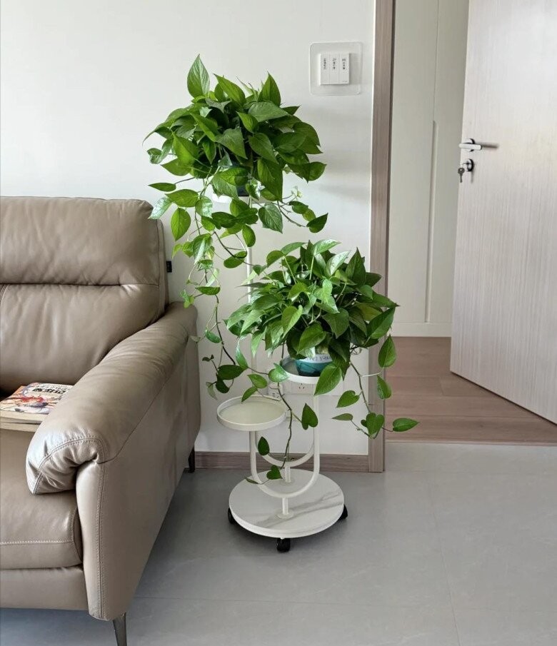 Trầu bà phát triển nhanh với dây dài 2m cho gia đình