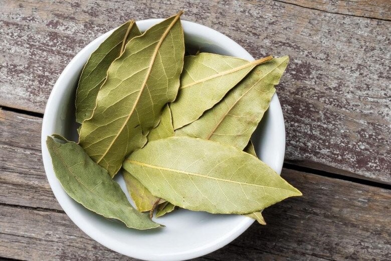 Lá thơm “3 trong 1” giá 2 triệu/kg: nên mua bonsai nào để trồng bán?