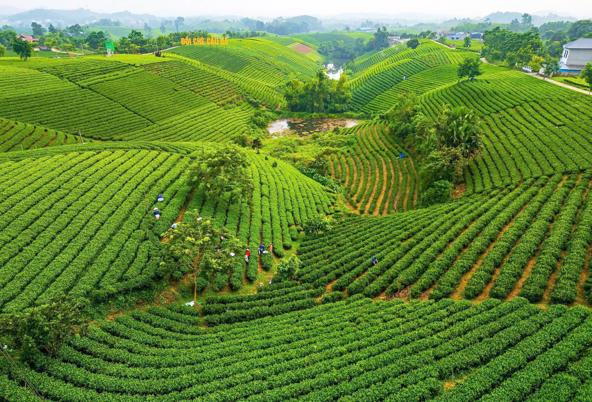 Festival Trà Quốc tế Thái Nguyên: Tách trà mở lối du lịch sinh thái