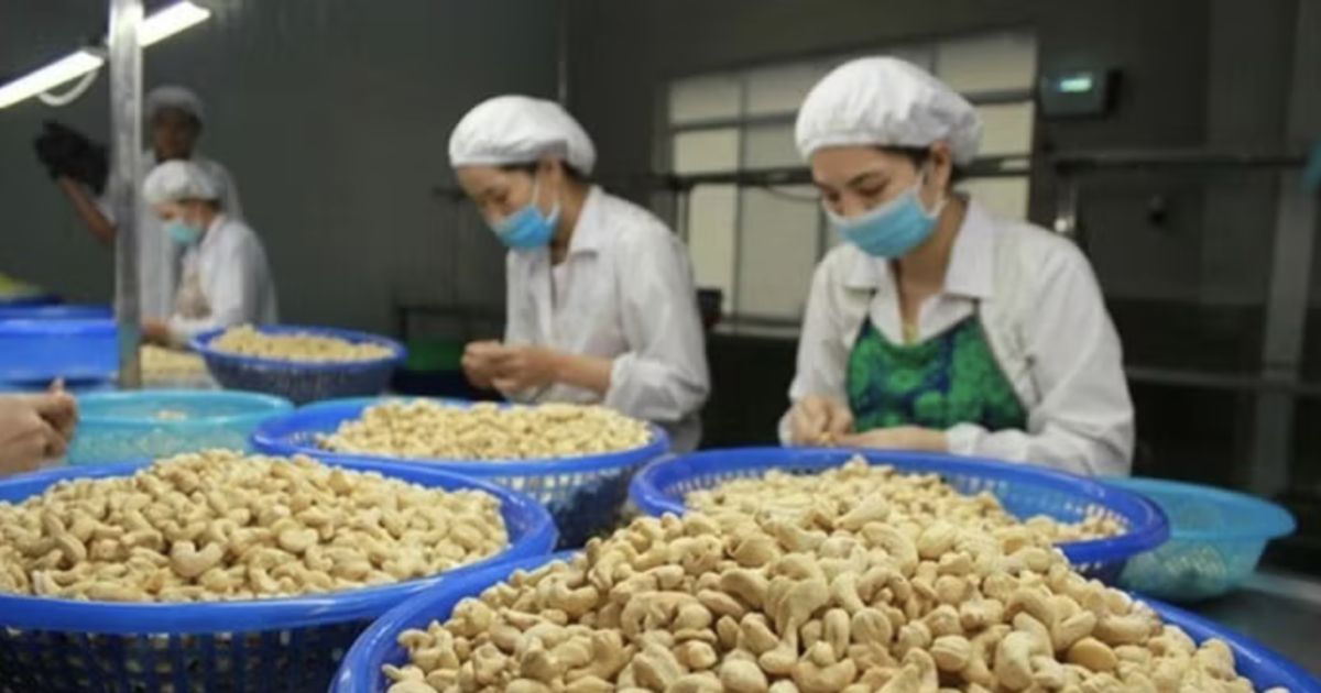 Hồ tiêu và hạt điều bứt phá nhờ nhu cầu Mỹ – Trung