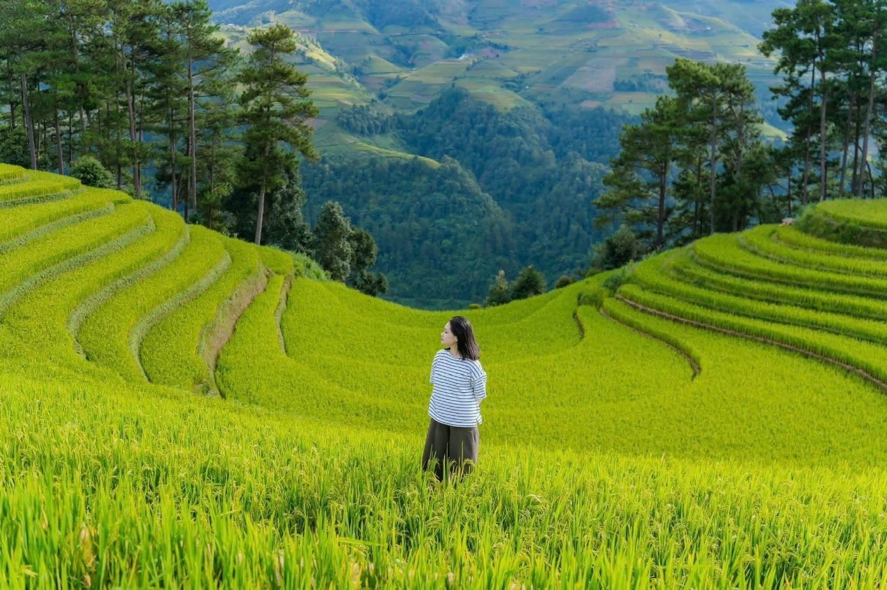 Săn ảnh mùa vàng Lào Cai: Kỹ thuật và địa điểm đẹp nhất
