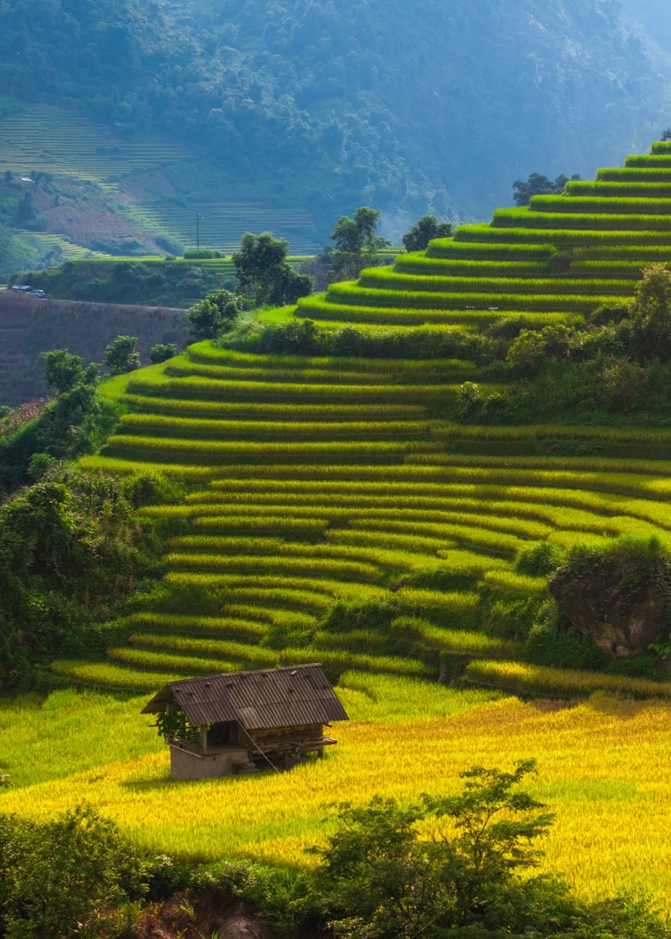 Ba mùa ruộng bậc thang vàng rực gần Hà Nội