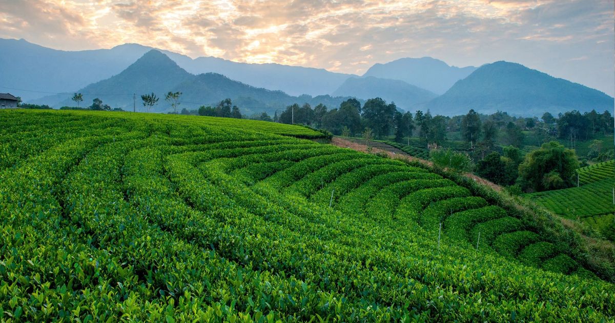 Festival Trà Quốc tế Thái Nguyên: Cầu nối văn hóa và du lịch toàn cầu