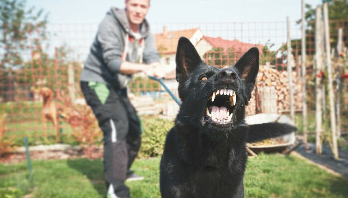 Cách kiểm soát AI Agent trên máy tính của bạn