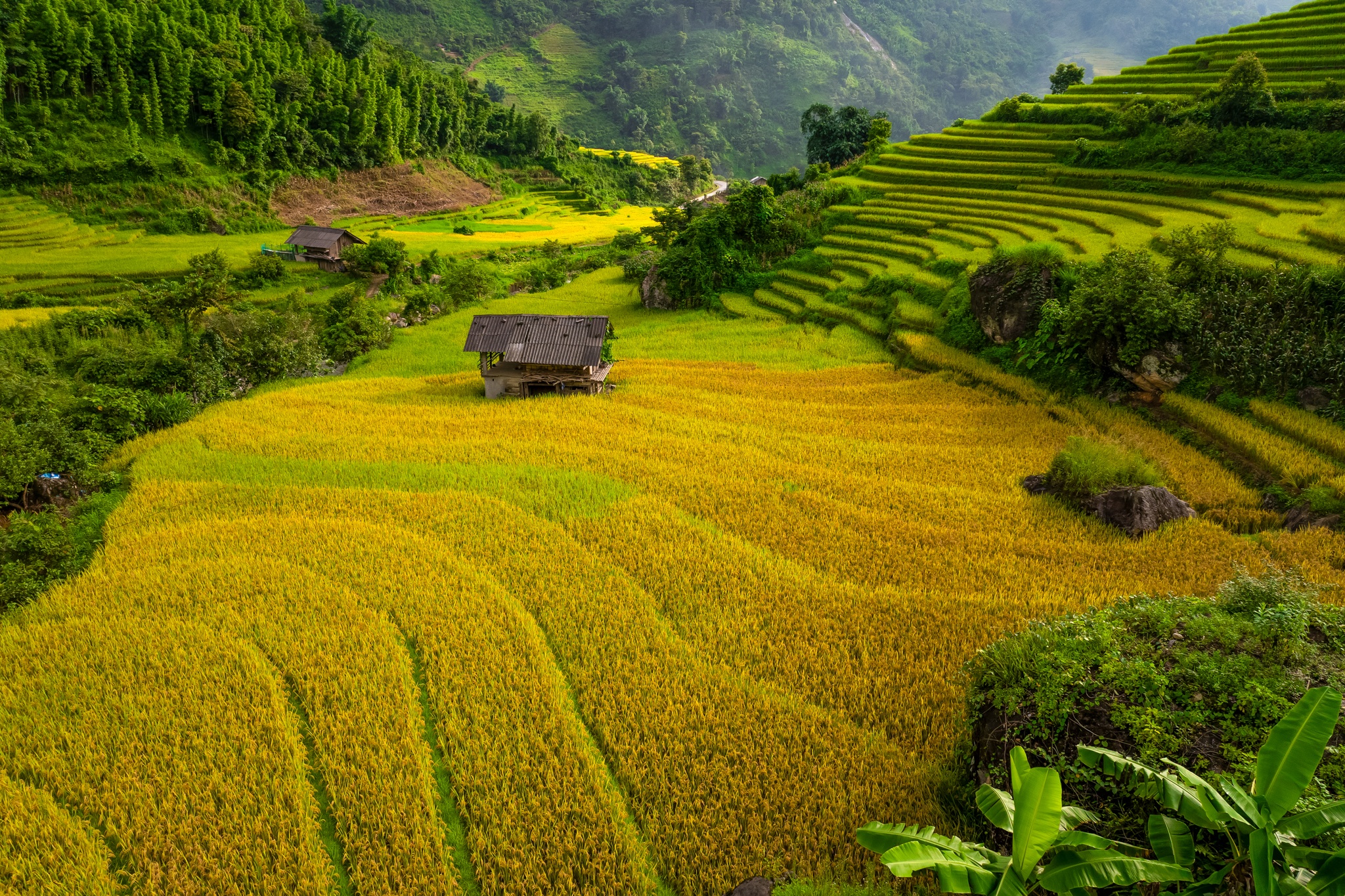 Ba mùa ruộng bậc thang vàng rực gần Hà Nội