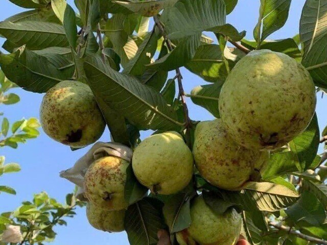 Ổi Việt Nam giàu vitamin C: Cách chọn quả tươi, ngon, rẻ