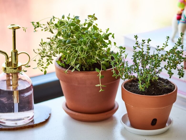 Lá thơm “3 trong 1” giá 2 triệu/kg: nên mua bonsai nào để trồng bán?