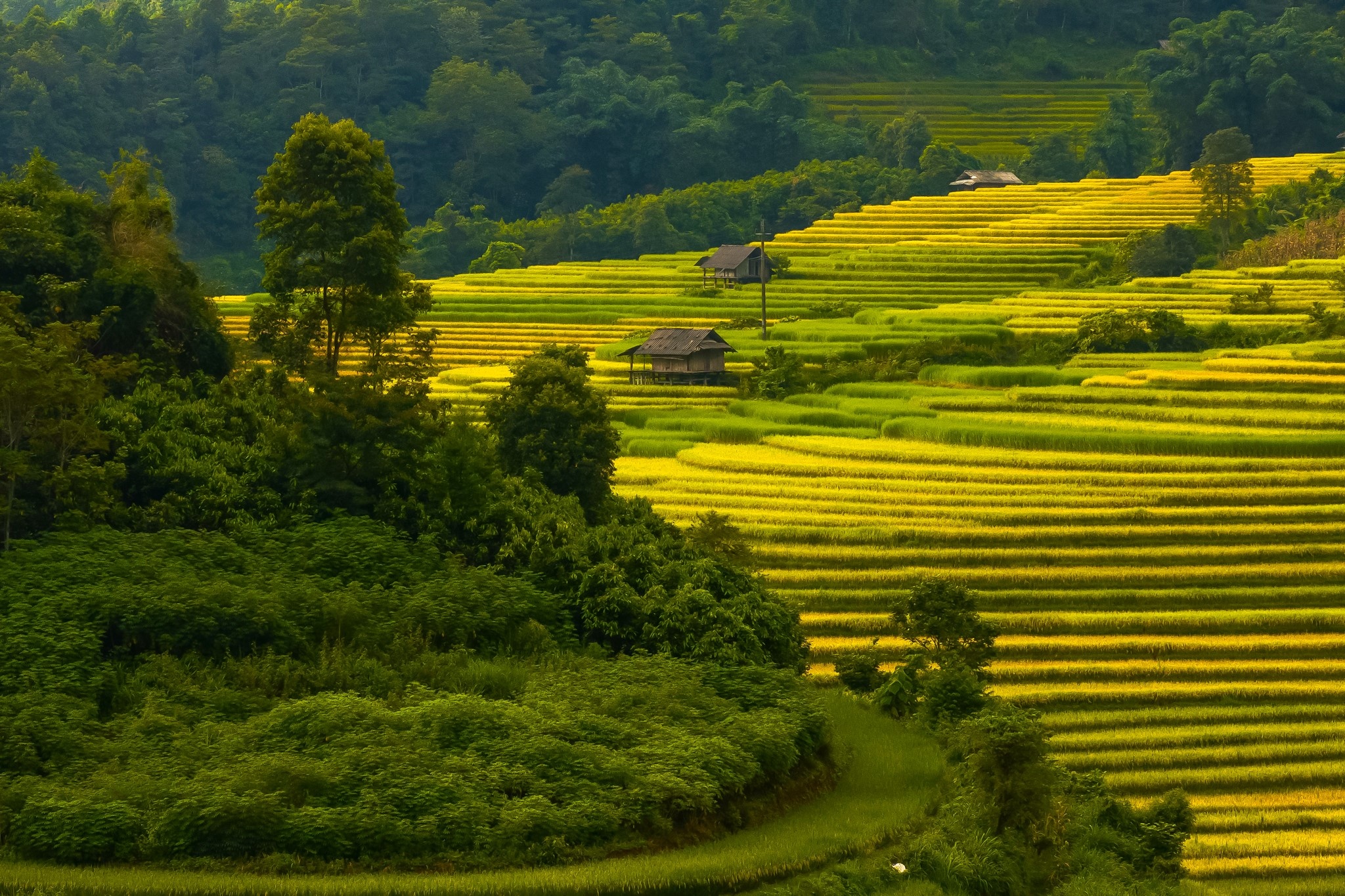 Ba mùa ruộng bậc thang vàng rực gần Hà Nội