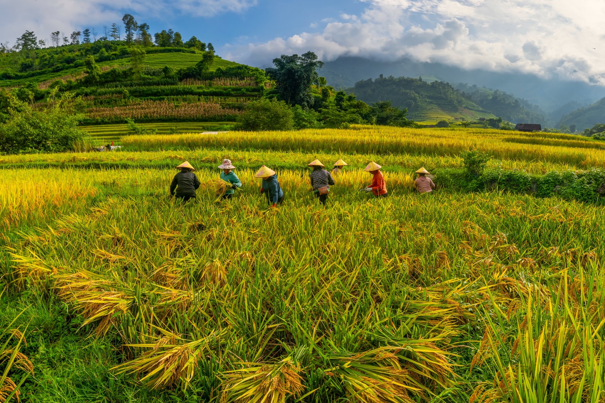 Ba mùa ruộng bậc thang vàng rực gần Hà Nội