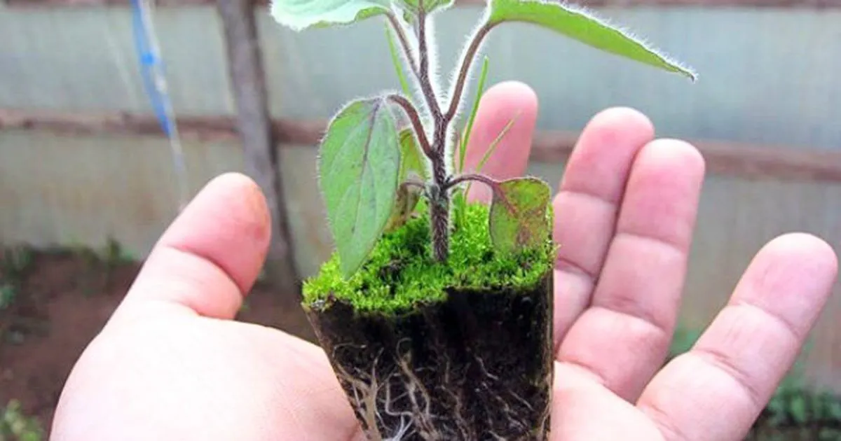 Trồng ớt, cà chua và rau lạ tại nhà: Vừa cảnh vừa ăn quanh năm