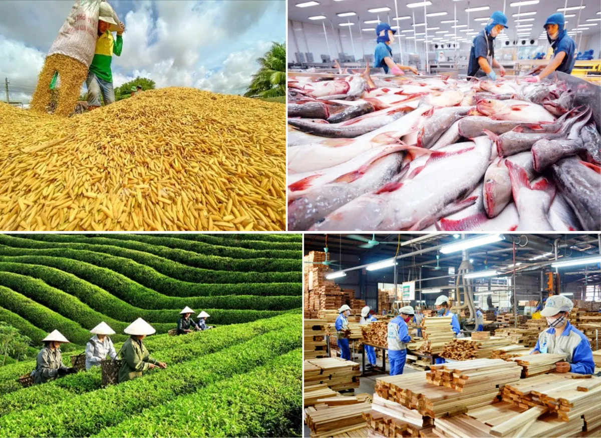 Cá rô phi Việt Nam: Từ con cá chợ đến món sashimi cao cấp
