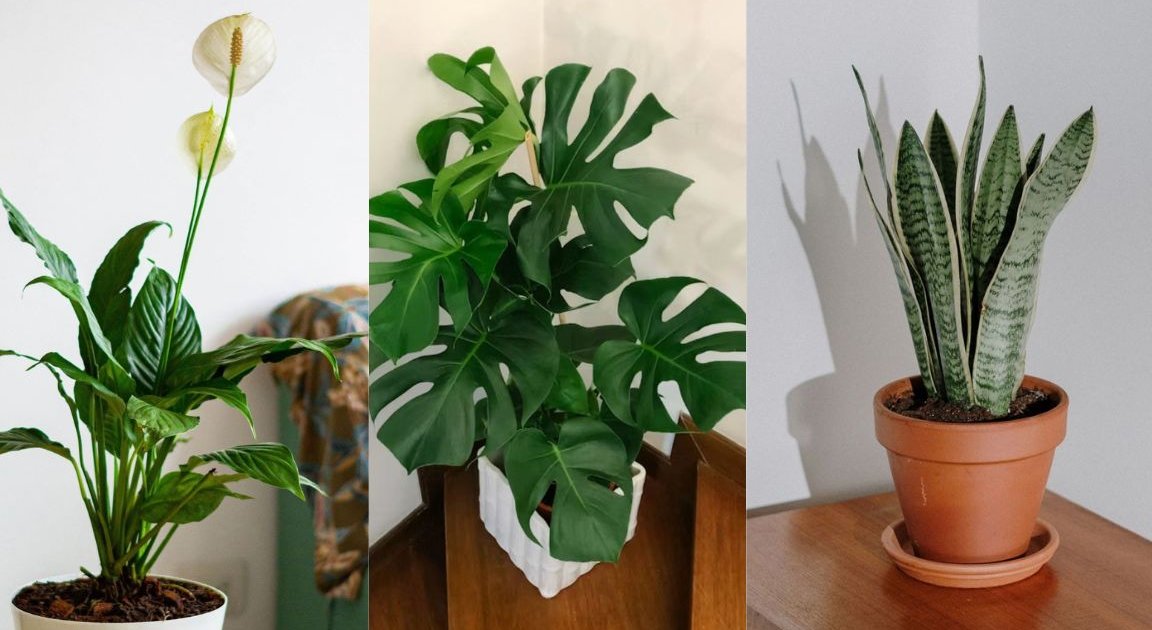 5 cây phong thủy dễ chăm cho bàn làm việc khởi nghiệp