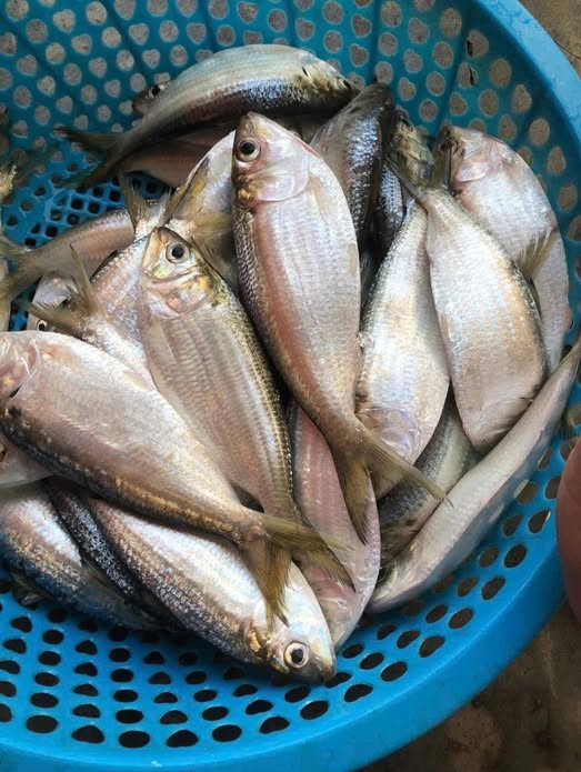 Cá mòi: nguồn omega-3 giá rẻ đáng mua hơn cá hồi nhập