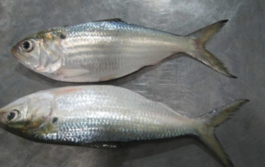 Cá mòi, cá nục, cá cơm: lựa chọn omega-3 bình dân thay thế cá hồi