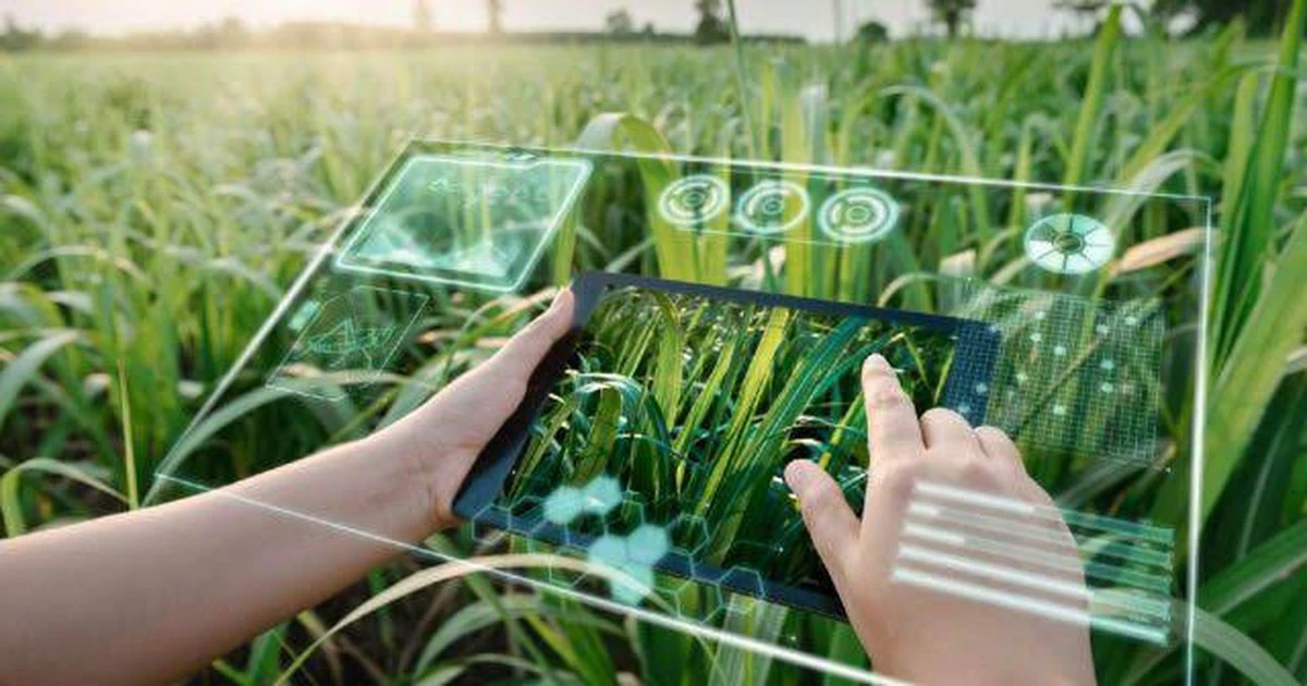 AI đang biến nông dân thành nhà khoa học trên đồng ruộng