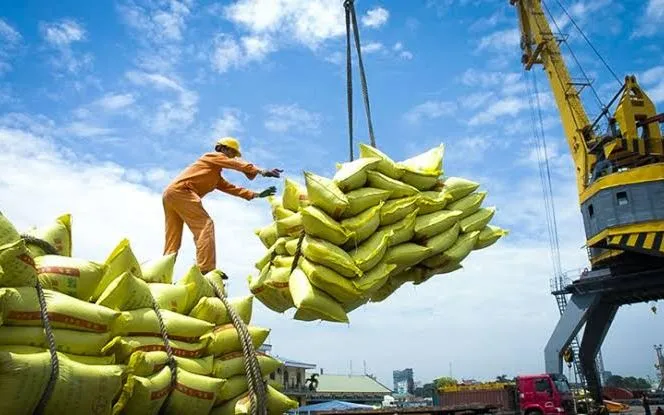 Gạo Việt Nam chiếm lĩnh Philippines và Trung Quốc: cơ hội và rủi ro phụ thuộc thị trường