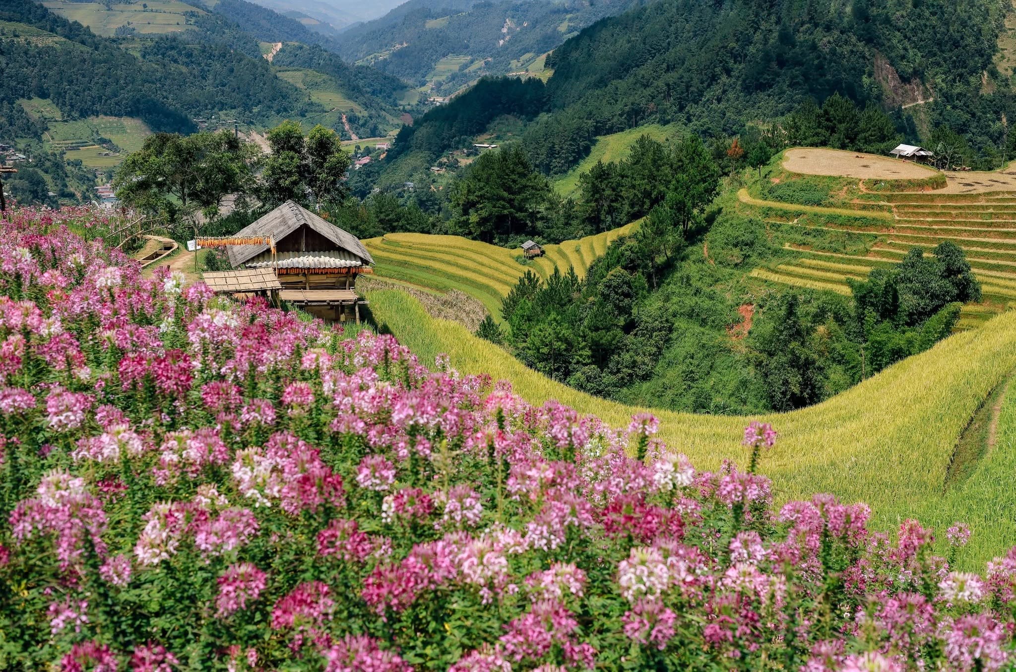 Lễ hội mùa thu miền Bắc: từ Xà Phìn đến Lao Chải