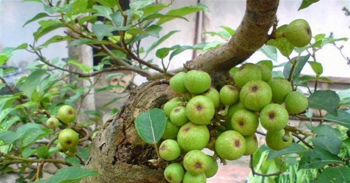 Cây ổi, sung, chanh trong sân nhà: từ phong thủy đến sức khỏe