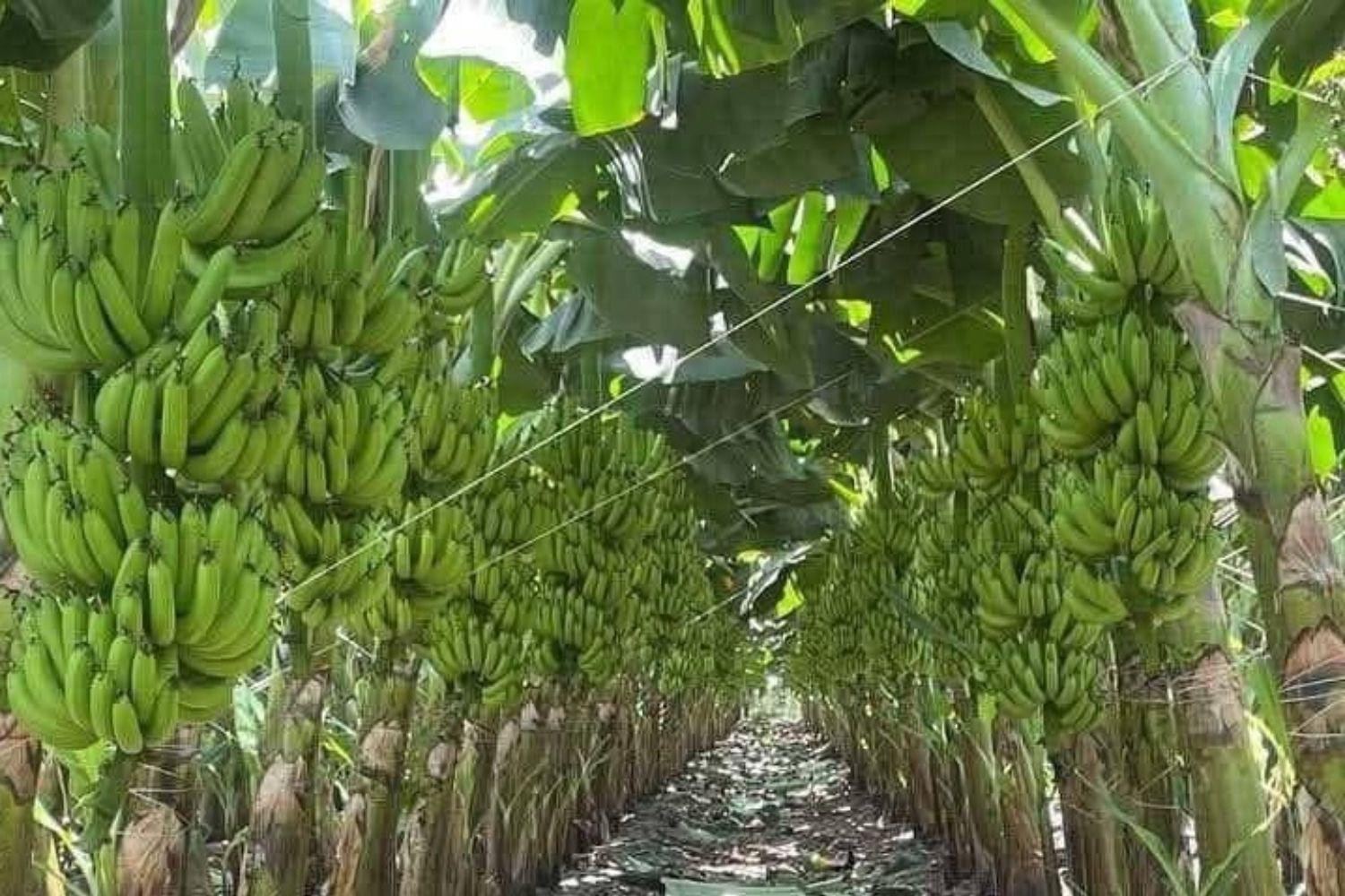 Chuối Việt Nam bùng nổ xuất khẩu sang Trung Quốc, kích hoạt cuộc đua của các tập đoàn