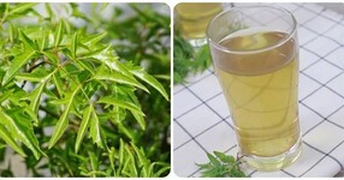 Cam thảo: Rễ cây chữa bệnh cổ xưa bảo vệ dạ dày hiện đại