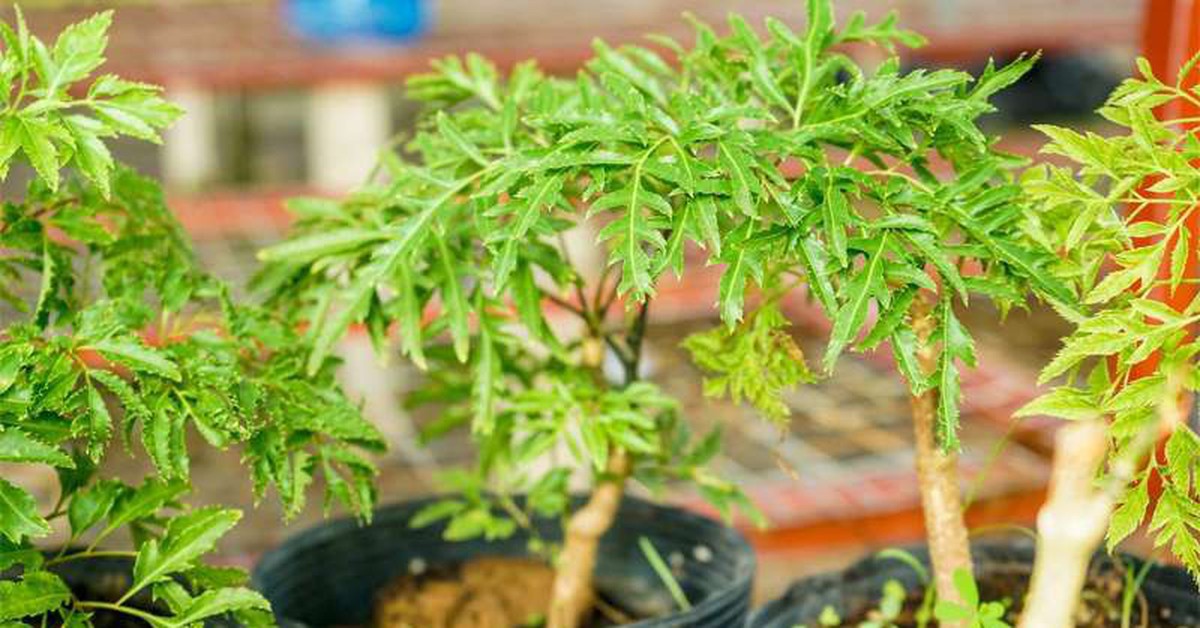 Đinh lăng xanh tốt quanh năm: Cách trồng, chăm và hái lá đúng chuẩn