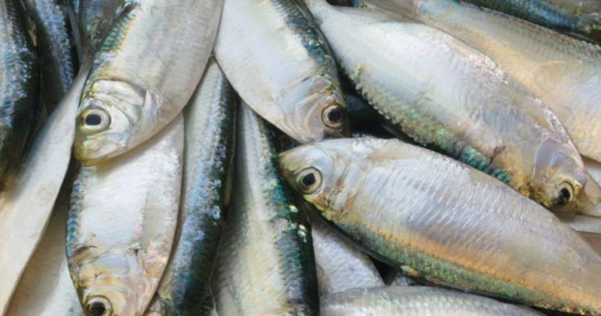 Cá mòi: lựa chọn bình dân giàu omega-3 thay thế cá hồi