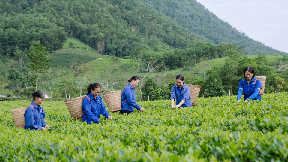 Festival Trà Quốc tế Thái Nguyên: Tách trà mở lối du lịch sinh thái