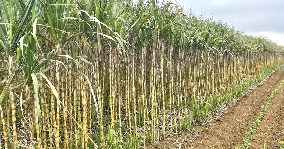 Cách người nông dân biến mía thành ‘vàng trắng’ đông lạnh xuất khẩu