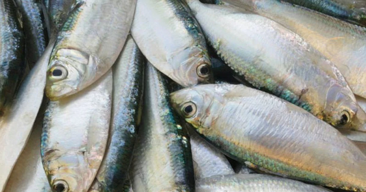 Cá mòi, cá nục, cá cơm: lựa chọn omega-3 bình dân thay thế cá hồi