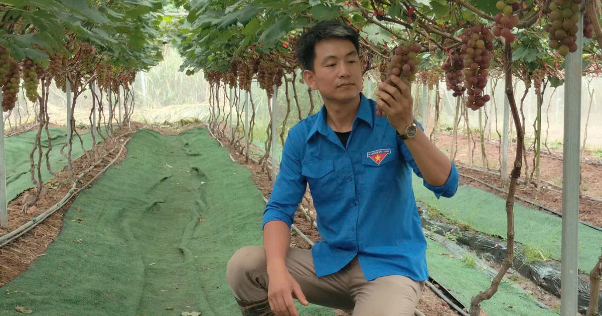 Hạt chia Việt Nam: từ vùng cao Than Uyên đến chất lượng toàn cầu